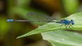 Pseudagrion microcephalum male-3